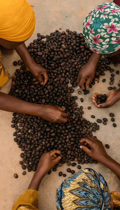 Collecte-amandes