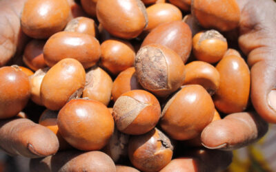 main-amandes
